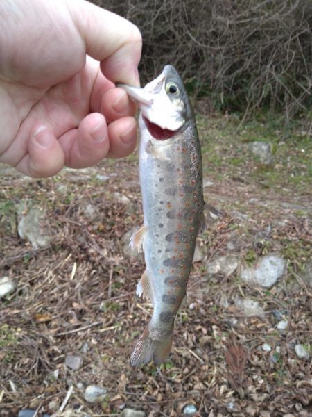 甘くない渓流管釣り